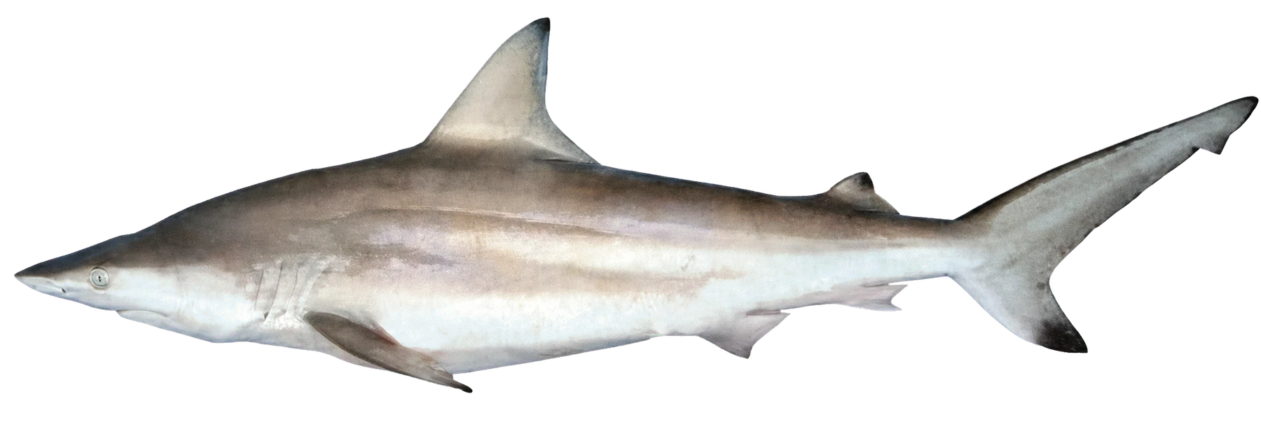 Blacktip shark